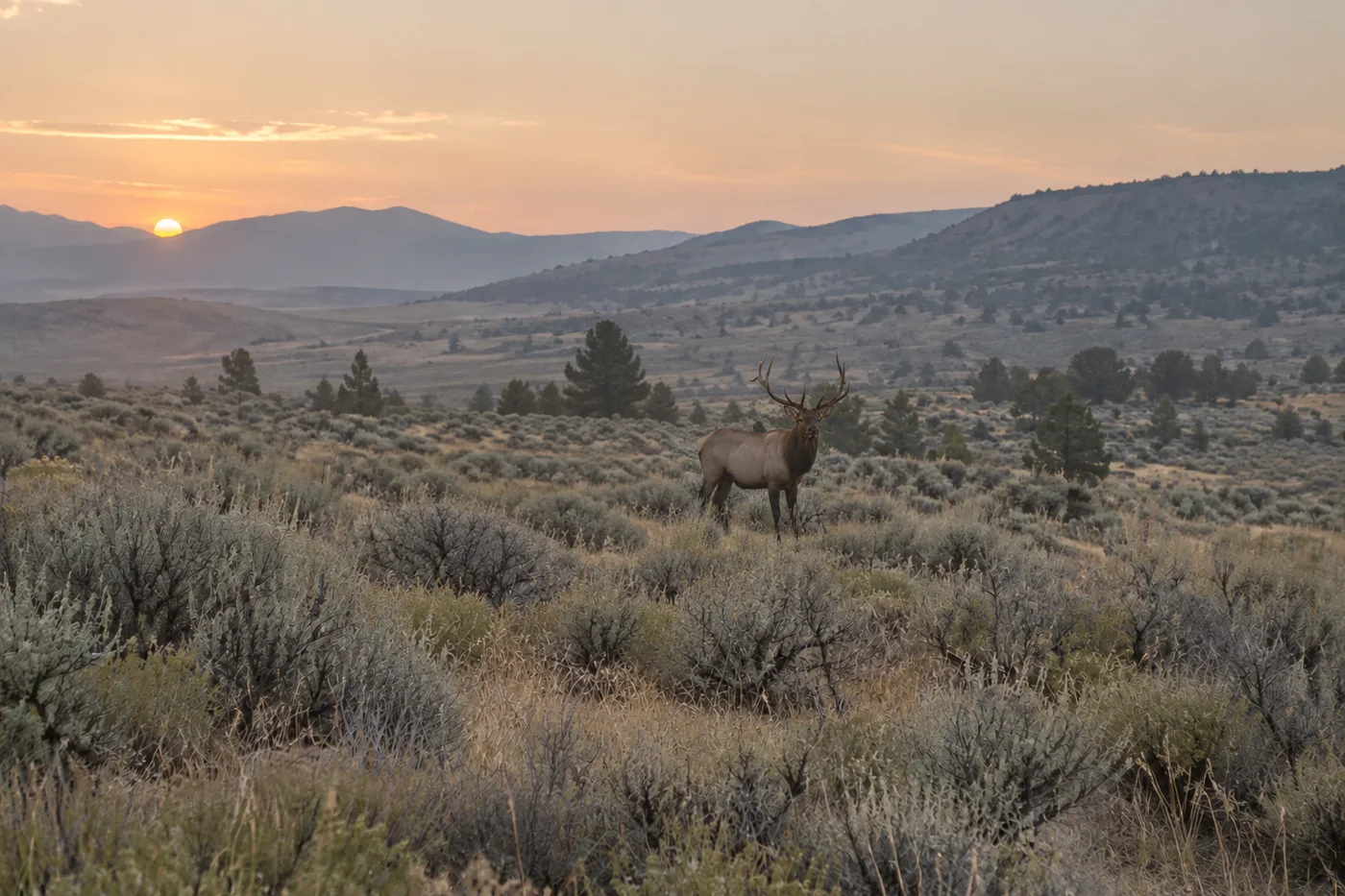 Representative image of a distant bull elk standing in a high-desert meadow at dawn.
